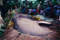 Dead African elephant killed for raiding banana plantation on edge of Parc des Volcans NP, Rwanda