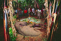 Dead African elephant killed for raiding banana plantation on edge of Parc des Volcans NP, Rwanda - killed by rocket launcher