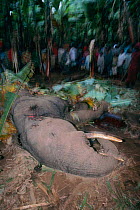 African elephant killed for raiding banana plantation on edge of Parc des Volcans NP, Rwanda
