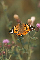 Painted lady butterfly {Vanessa cardui} feeding on creeping thistle. Gloucester, UK.