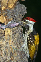 Lesser golden backed woodpecker feeding young at nest (Diponium benghalense) Ridge Forests, Delhi, India