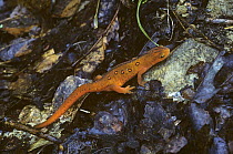 Red spotted newt {Notophthalmus viridescens}, juvenile red eft stage, Cumberland Falls SP, Kentucky, USA