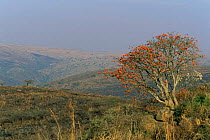 Tree in flower amongst scorched landscape after bush fire, Itala GR, South Africa