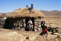 Basotho man thatching hut, one of his wives carries a dead Black backed jackal, Lesotho, South Africa