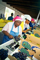 Women packing Black table grapes for export, Hex River Valley, Cape Province, South Africa