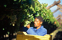 Harvesting White table grapes for export, Hex River Valley, Cape Province, South Africa