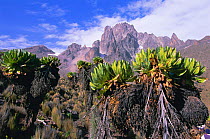 Giant lobelias {Lobelia keniensis} on Mount Kenya, Kenya