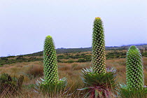 Giant lobelias {Lobelia deckenii} on Mount Kenya, Kenya