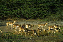 Blackbuck {Antilope cervicapra} herd of females grazing, Thar desert, Rajasthan, India