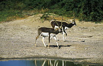 Blackbuck {Antilope cervicapra} two males, one with a broken horn, Thar desert, Rajasthan, India