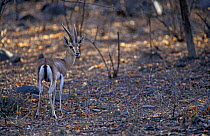 Indian gazelle / Chinkara {Gazella bennetti} Ranthambore NP, Rajasthan, India