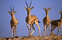 Indian gazelle / Chinkara {Gazella bennetti} Lohawat, Rajasthan, India