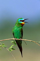 Blue cheeked bee eater calling {Merops superciliosus} Hafeet, Oman, Middle East