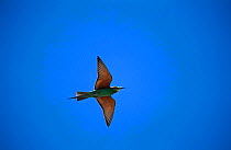 Blue cheeked bee eater flying {Merops superciliosus} Sohar, Oman