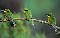 Three Little bee eaters {Merops pusillus} perched in a row, Gambia