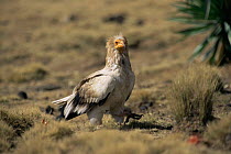 Egyptian vulture on ground {Neophron percnopterus} Simien NP, Ethiopia
