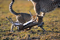 Cheetah cub killing Thomson's gazelle fawn {Acinonyx jubatus} Masai Mara GR, Kenya