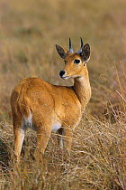 Bohor reedbuck {Redunca redunca} Masai Mara NR, Kenya