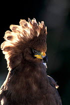 African harrier hawk, juvenile with raised crest {Polyboroides typus} Kenya, East Africa