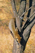 Leopard climbing down tree {Panthera pardus} Masai Mara NR, Kenya
