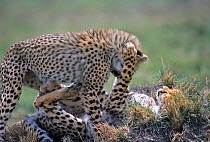 Cheetah cubs, aged 6months, playing {Acinonyx jubatus} Masai mara NR, Kenya