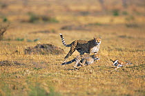 Cheetah cub hunting Thomson gazelle fawn, mother watching Masai mara NR, Kenya. seq 1/2