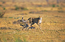 Cheetah cub hunting Thomson gazelle fawn, mother watching Masai mara NR, Kenya. seq 2/2