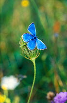 Adonis blue male butterfly {Polyommatus bellargus} Wiltshire, UK