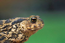 Common European toad portrait {Bufo bufo} Wiltshire, UK