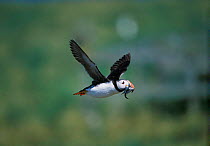 Puffin in flight with sand eels in beak {Fratercula arctica} Farne Is, Northumberland, UK