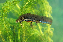 Smooth newt male underwater {Triturus vulgaris} Wiltshire, UK