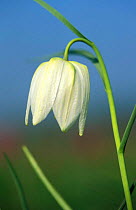 Snakes head fritillary, white variety {Fritillaria meleagris} North Meadow NNR, Wiltshire, UK