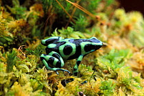 Green poison arrow frog {Dendrobates auratus}