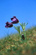 Pasque flower {Pulsatilla vulgaris} Gloucestershire, UK