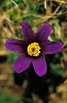 Pasque flower close up {Pulsatilla vulgaris} Gloucestershire, UK