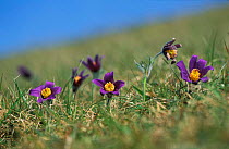 Pasque flowers {Pulsatilla vulgaris} Gloucestershire, UK
