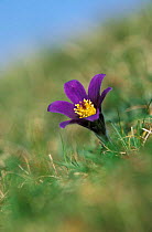 Pasque flower {Pulsatilla vulgaris} Gloucestershire, UK
