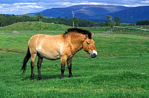 Przewalski horse {Equus ferus przewalski}  Speyside, Scotland, UK