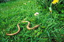 Slow worm on lawn {Anguis fragilis} Wiltshire, UK