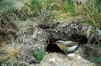 Wheatear female at entrance to nest burrow {Oenanthe oenanthe} Deeside, Scotland, UK