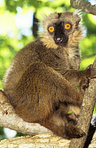 Male Sanford's brown lemur (Lemur fulvus sandfordi) portrait, Mt d'Ambre NP, North Madagascar