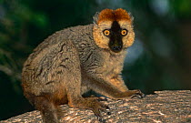 Male red-fronted lemur {Lemur fulvus rufus}. Berenty primate reserve, Madagascar.