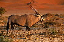 Gemsbok {Oryx gazella} Sossusvlei, Namibia