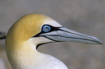 Cape gannet (Morus capensis) close-up profile of head, Lamberts bay, South Africa, vulnerable species