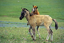 Mustang foals playing (Equus caballus) USA