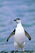 Chinstrap penguin portrait {Pygoscelis antarctica} South Georgia