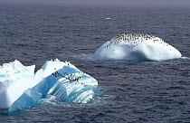 Chinstrap penguins on iceberg {Pygoscelis antarctica} off Zavodovski Island, South Sandwich Islands, Antarctica