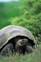 Giant tortoise {Geochelone elephantopus} Alcedo volcano, Isabela Island, Galapagos.