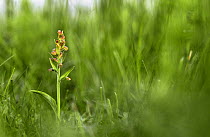 Frog orchid {Dactylorhiza viridis} Peakdale Quarry, Peak District NP, Derbyshire, UK