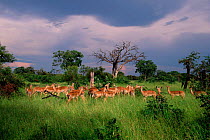 Impala herd with approaching thunderstorn {Aepyceros melampus} Chobe, Botswana